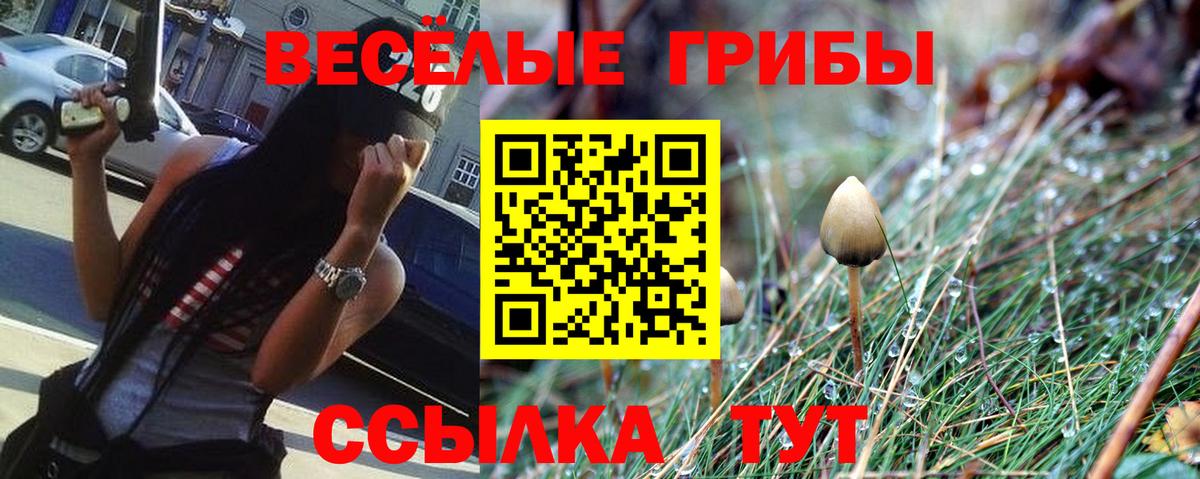 Псилоцибиновые грибы прущие грибы Бор